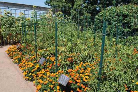 Heirloom Tomatoes Celebrated at Chicago Festival Image